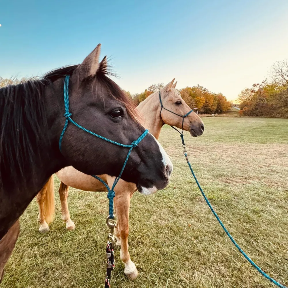 Sunny and Stoney, the two horses Sun & Stone is named for, in a field at golden hour